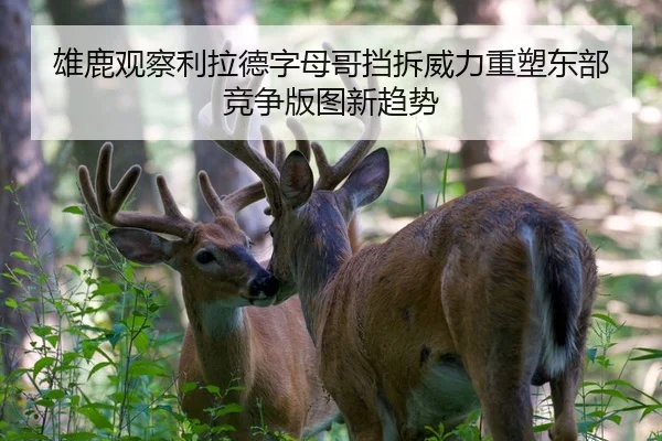 雄鹿观察利拉德字母哥挡拆威力重塑东部竞争版图新趋势
